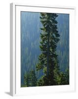 Old-Growth Forest Above Chinook Creek, Mount Rainier National Park, Washington, USA-Scott T. Smith-Framed Photographic Print