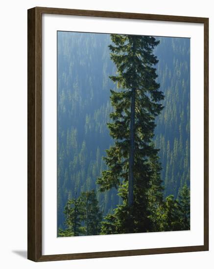 Old-Growth Forest Above Chinook Creek, Mount Rainier National Park, Washington, USA-Scott T. Smith-Framed Photographic Print