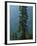 Old-Growth Forest Above Chinook Creek, Mount Rainier National Park, Washington, USA-Scott T. Smith-Framed Photographic Print