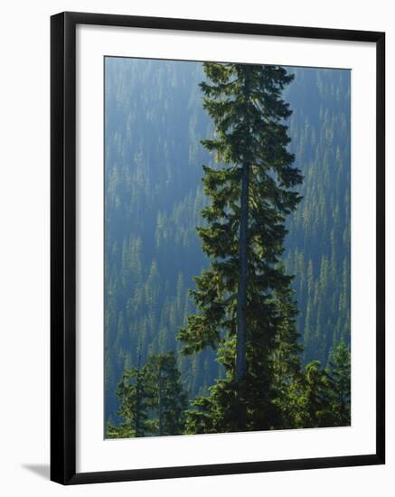 Old-Growth Forest Above Chinook Creek, Mount Rainier National Park, Washington, USA-Scott T. Smith-Framed Photographic Print