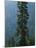Old-Growth Forest Above Chinook Creek, Mount Rainier National Park, Washington, USA-Scott T. Smith-Mounted Photographic Print