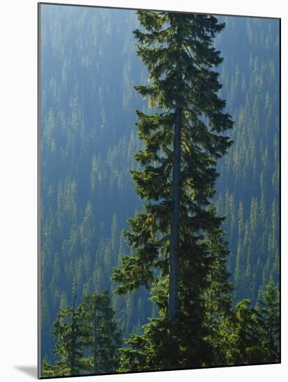 Old-Growth Forest Above Chinook Creek, Mount Rainier National Park, Washington, USA-Scott T. Smith-Mounted Photographic Print