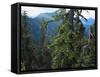 Old Growth Forest, Cascade Mountains, Opal Creek Wilderness, Willamette National Forest, Oregon, US-Scott T. Smith-Framed Stretched Canvas