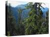 Old Growth Forest, Cascade Mountains, Opal Creek Wilderness, Willamette National Forest, Oregon, US-Scott T. Smith-Stretched Canvas
