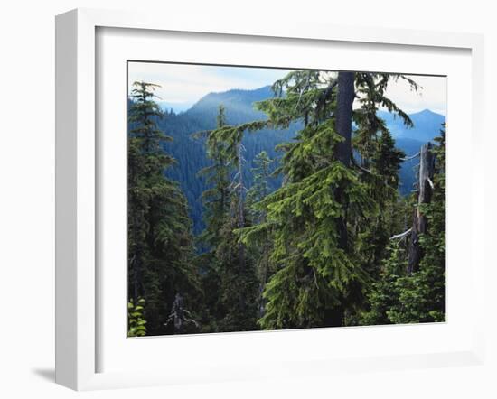 Old Growth Forest, Cascade Mountains, Opal Creek Wilderness, Willamette National Forest, Oregon, US-Scott T. Smith-Framed Photographic Print