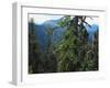 Old Growth Forest, Cascade Mountains, Opal Creek Wilderness, Willamette National Forest, Oregon, US-Scott T. Smith-Framed Photographic Print