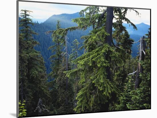 Old Growth Forest, Cascade Mountains, Opal Creek Wilderness, Willamette National Forest, Oregon, US-Scott T. Smith-Mounted Photographic Print