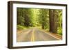 Old Growth Forest, Grove of the Patriarchs, Mt. Rainier National Park, Washington-Stuart Westmorland-Framed Photographic Print