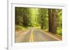 Old Growth Forest, Grove of the Patriarchs, Mt. Rainier National Park, Washington-Stuart Westmorland-Framed Photographic Print