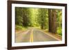 Old Growth Forest, Grove of the Patriarchs, Mt. Rainier National Park, Washington-Stuart Westmorland-Framed Photographic Print