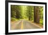 Old Growth Forest, Grove of the Patriarchs, Mt. Rainier National Park, Washington-Stuart Westmorland-Framed Photographic Print