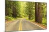 Old Growth Forest, Grove of the Patriarchs, Mt. Rainier National Park, Washington-Stuart Westmorland-Mounted Photographic Print