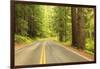 Old Growth Forest, Grove of the Patriarchs, Mt. Rainier National Park, Washington-Stuart Westmorland-Framed Photographic Print