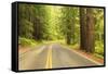 Old Growth Forest, Grove of the Patriarchs, Mt. Rainier National Park, Washington-Stuart Westmorland-Framed Stretched Canvas