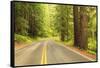 Old Growth Forest, Grove of the Patriarchs, Mt. Rainier National Park, Washington-Stuart Westmorland-Framed Stretched Canvas