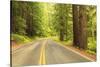 Old Growth Forest, Grove of the Patriarchs, Mt. Rainier National Park, Washington-Stuart Westmorland-Stretched Canvas