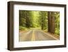 Old Growth Forest, Grove of the Patriarchs, Mt. Rainier National Park, Washington-Stuart Westmorland-Framed Photographic Print