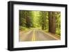 Old Growth Forest, Grove of the Patriarchs, Mt. Rainier National Park, Washington-Stuart Westmorland-Framed Photographic Print