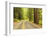 Old Growth Forest, Grove of the Patriarchs, Mt. Rainier National Park, Washington-Stuart Westmorland-Framed Photographic Print