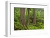 Old Growth forest in Heart O' the Hills, Olympic National Park, Washington State-Alan Majchrowicz-Framed Photographic Print