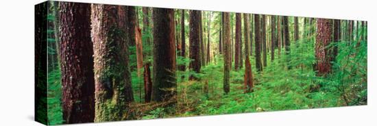 Old Growth Forest in the Sol Duc Rainforest of the Olympic National Park, Washington, USA-Terry Eggers-Stretched Canvas