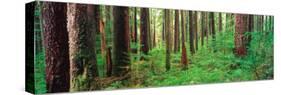 Old Growth Forest in the Sol Duc Rainforest of the Olympic National Park, Washington, USA-Terry Eggers-Stretched Canvas