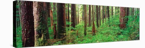 Old Growth Forest in the Sol Duc Rainforest of the Olympic National Park, Washington, USA-Terry Eggers-Stretched Canvas