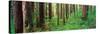 Old Growth Forest in the Sol Duc Rainforest of the Olympic National Park, Washington, USA-Terry Eggers-Stretched Canvas