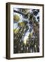 Old growth forest, Itasca State Park, Minnesota-Gayle Harper-Framed Photographic Print