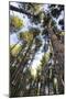 Old growth forest, Itasca State Park, Minnesota-Gayle Harper-Mounted Photographic Print