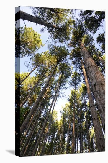 Old growth forest, Itasca State Park, Minnesota-Gayle Harper-Stretched Canvas