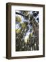 Old growth forest, Itasca State Park, Minnesota-Gayle Harper-Framed Photographic Print