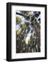 Old growth forest, Itasca State Park, Minnesota-Gayle Harper-Framed Photographic Print