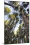 Old growth forest, Itasca State Park, Minnesota-Gayle Harper-Mounted Photographic Print