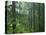 Old growth forest, Mt. Rainier National Park, Washington, USA-Charles Gurche-Stretched Canvas