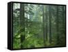 Old growth forest, Mt. Rainier National Park, Washington, USA-Charles Gurche-Framed Stretched Canvas