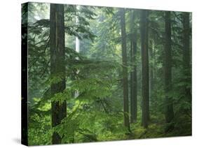 Old growth forest, Mt. Rainier National Park, Washington, USA-Charles Gurche-Stretched Canvas