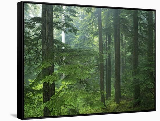 Old growth forest, Mt. Rainier National Park, Washington, USA-Charles Gurche-Framed Stretched Canvas