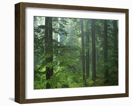 Old growth forest, Mt. Rainier National Park, Washington, USA-Charles Gurche-Framed Premium Photographic Print