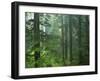 Old growth forest, Mt. Rainier National Park, Washington, USA-Charles Gurche-Framed Premium Photographic Print