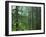 Old growth forest, Mt. Rainier National Park, Washington, USA-Charles Gurche-Framed Premium Photographic Print