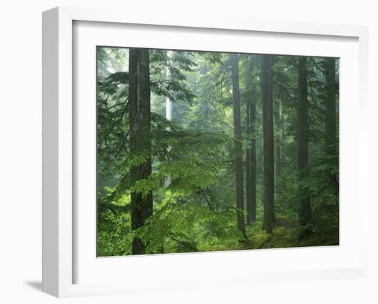 Old growth forest, Mt. Rainier National Park, Washington, USA-Charles Gurche-Framed Premium Photographic Print