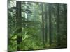 Old growth forest, Mt. Rainier National Park, Washington, USA-Charles Gurche-Mounted Premium Photographic Print