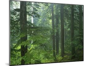 Old growth forest, Mt. Rainier National Park, Washington, USA-Charles Gurche-Mounted Premium Photographic Print