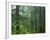 Old growth forest, Mt. Rainier National Park, Washington, USA-Charles Gurche-Framed Photographic Print