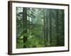 Old growth forest, Mt. Rainier National Park, Washington, USA-Charles Gurche-Framed Photographic Print