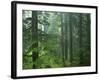 Old growth forest, Mt. Rainier National Park, Washington, USA-Charles Gurche-Framed Photographic Print