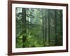 Old growth forest, Mt. Rainier National Park, Washington, USA-Charles Gurche-Framed Photographic Print