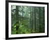 Old growth forest, Mt. Rainier National Park, Washington, USA-Charles Gurche-Framed Photographic Print