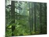 Old growth forest, Mt. Rainier National Park, Washington, USA-Charles Gurche-Mounted Photographic Print